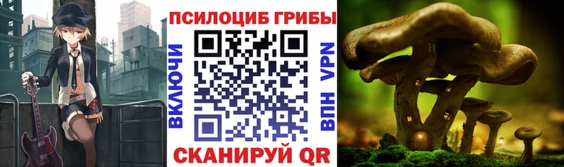 купить наркоту  Городовиковск  Псилоцибиновые грибы GOLDEN TEACHER 